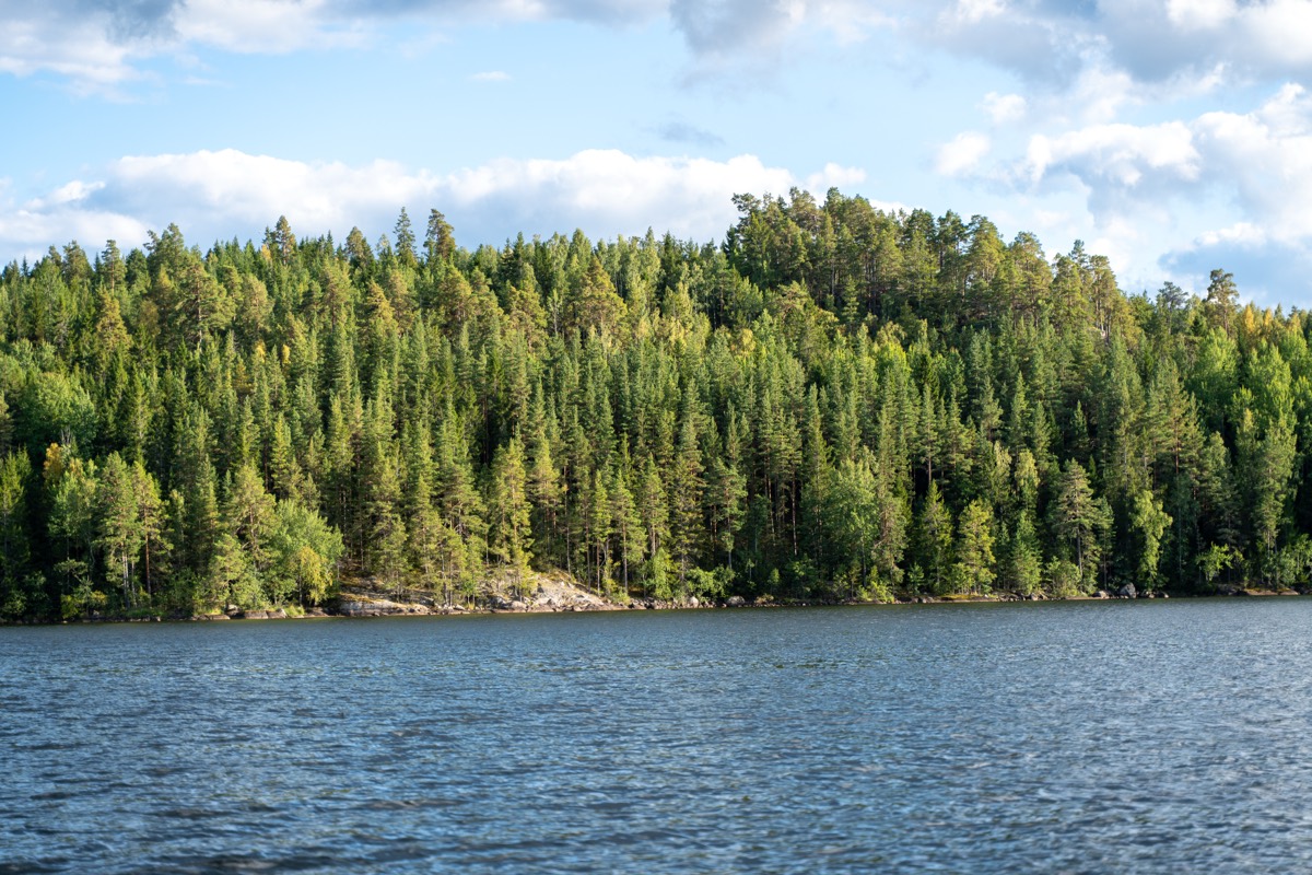 Skogklädd sjöstrand vid Björkfors med klippor vid vattnet