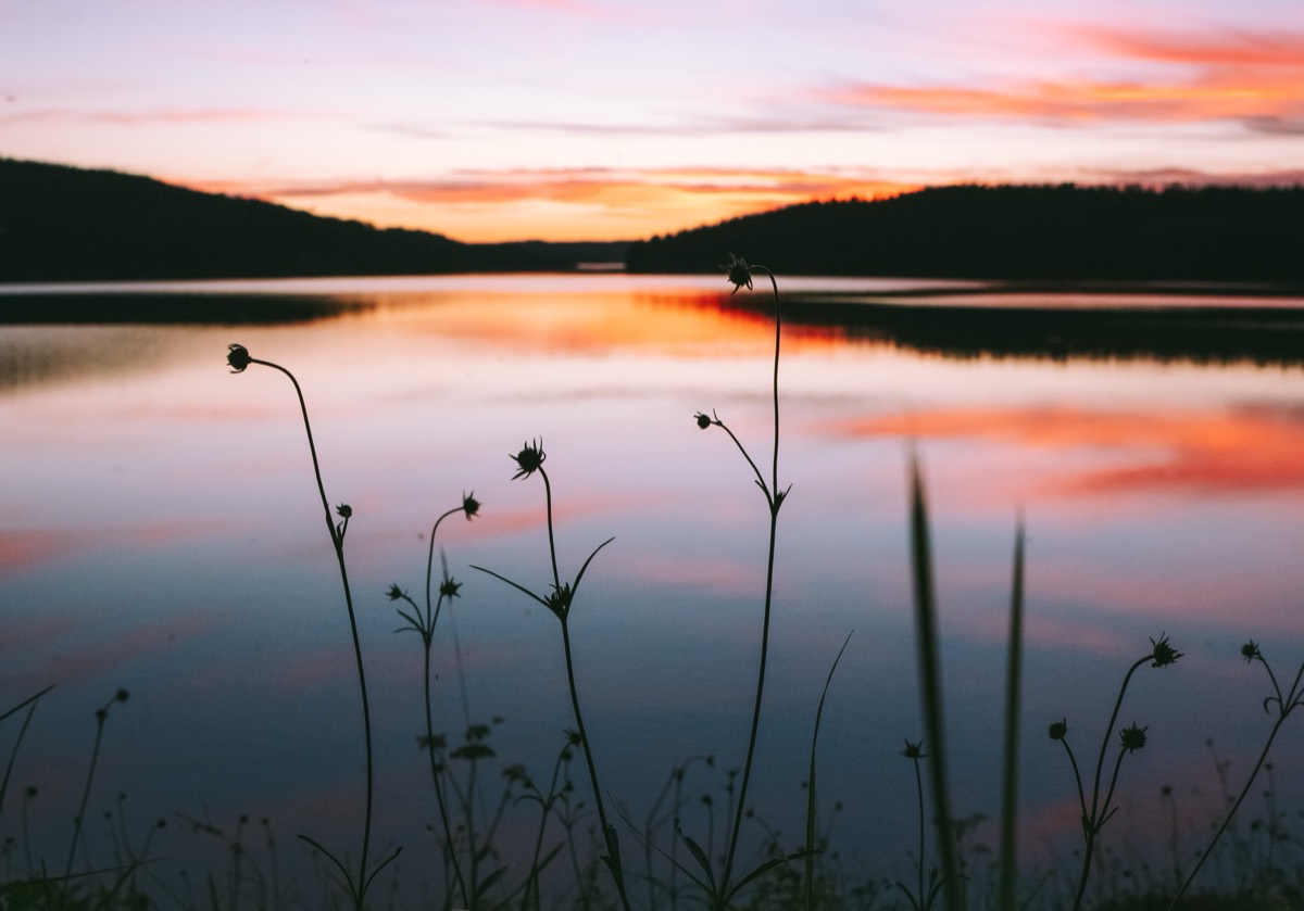 Solnedgång över sjön med grässtrån i siluett i förgrunden
